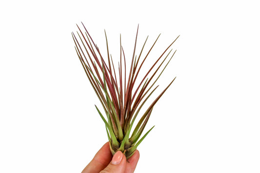 Tillandsia Melanocrater