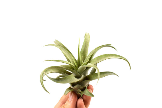 Tillandsia Capi groen