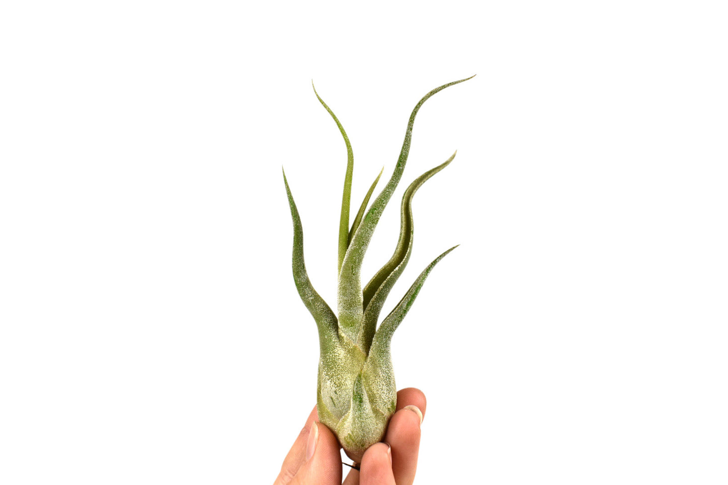 Tillandsia Medusa