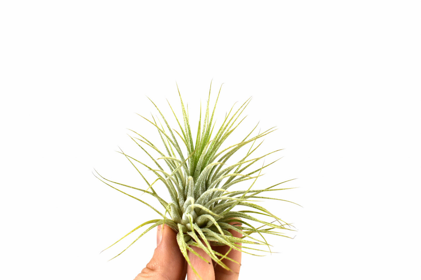 Groen tillandsia- lonatha