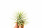 Groen tillandsia- lonatha