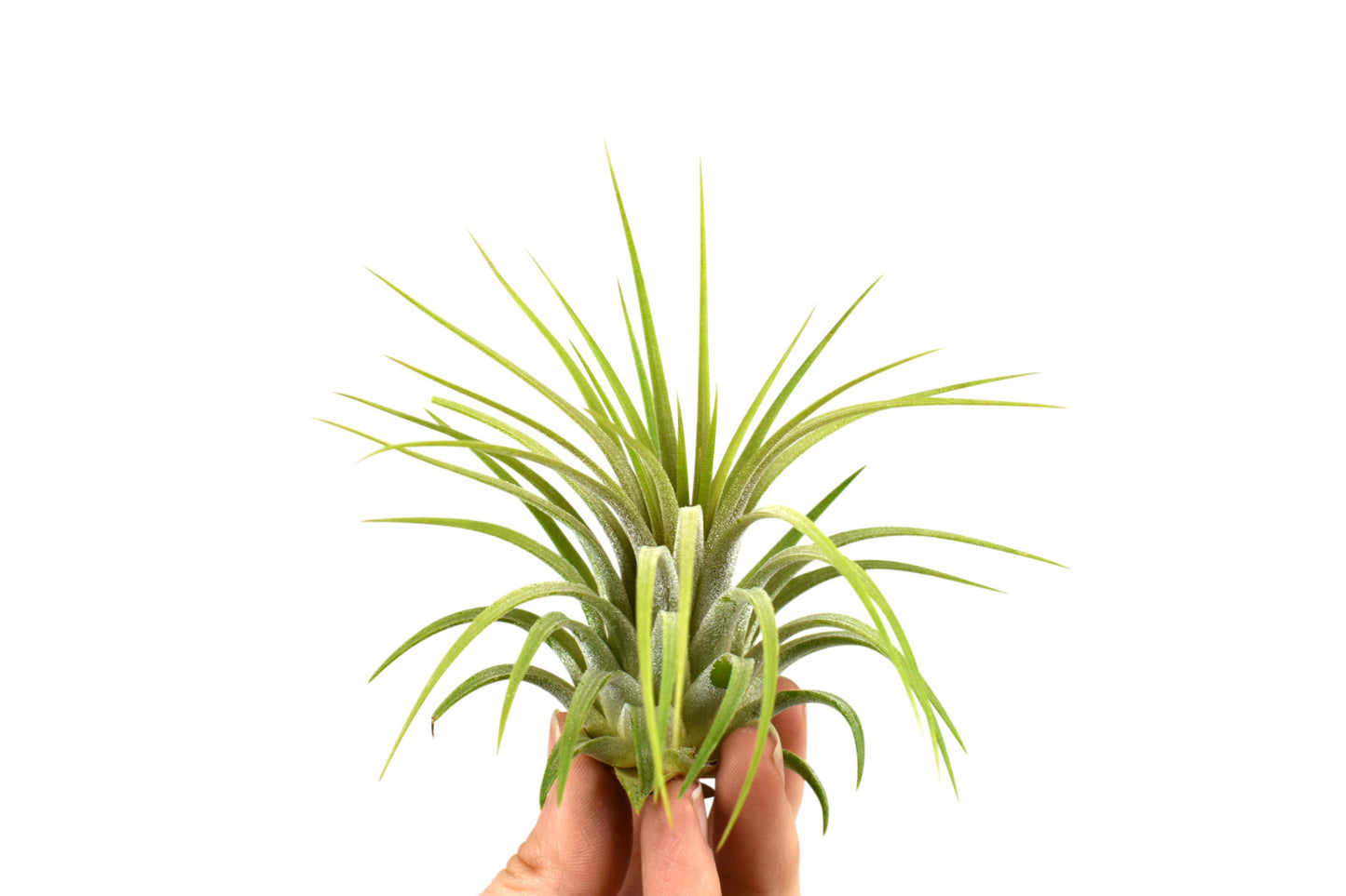 Groen tillandsia- lonatha