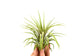 Groen tillandsia- lonatha